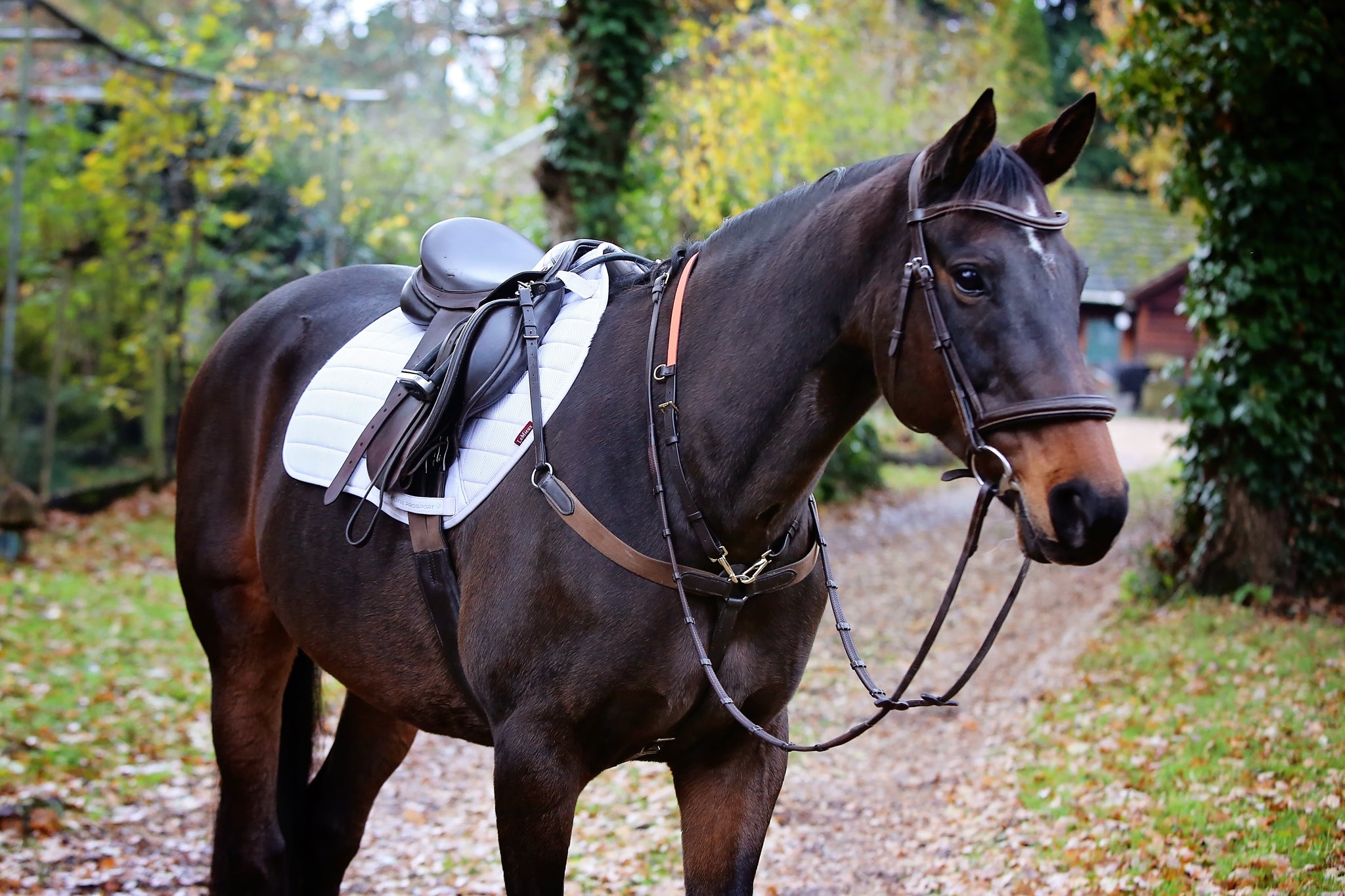Harry's Horse Neck extender, elastic online shopping MHS Equestrian