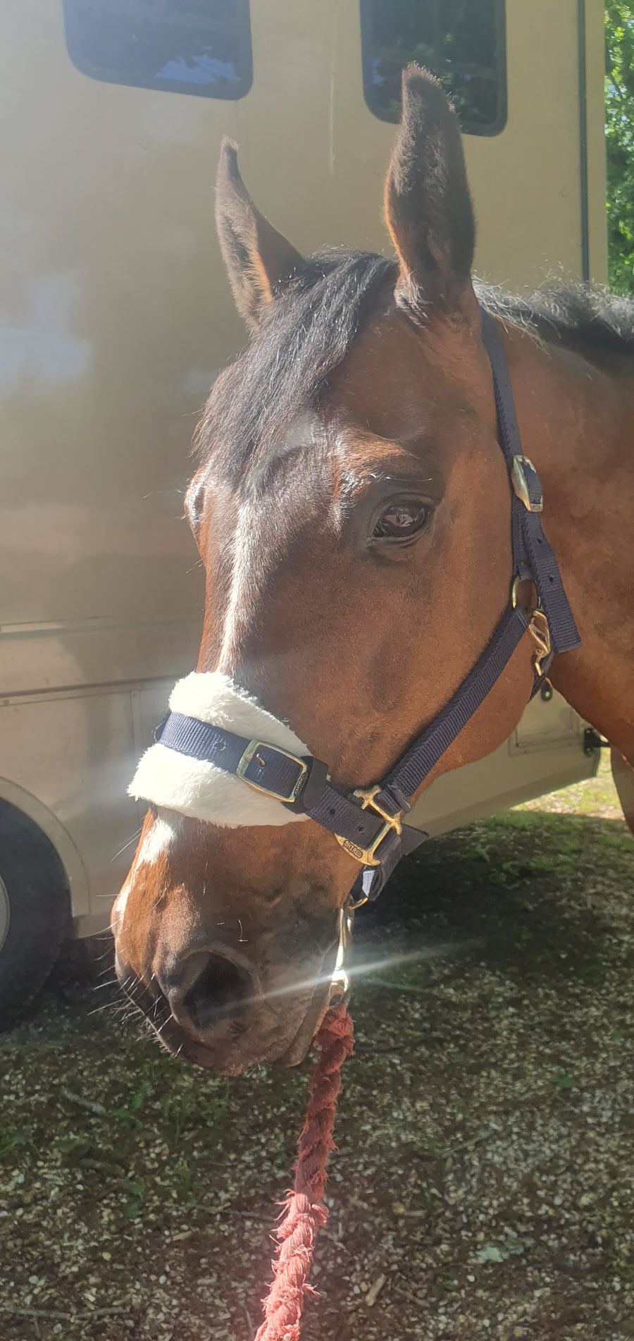 Fleece Poll, Noseband and Neck Strap Protector